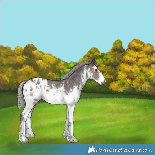Horse Color:Gray White Spotted Silver Brown Sabino Appaloosa 