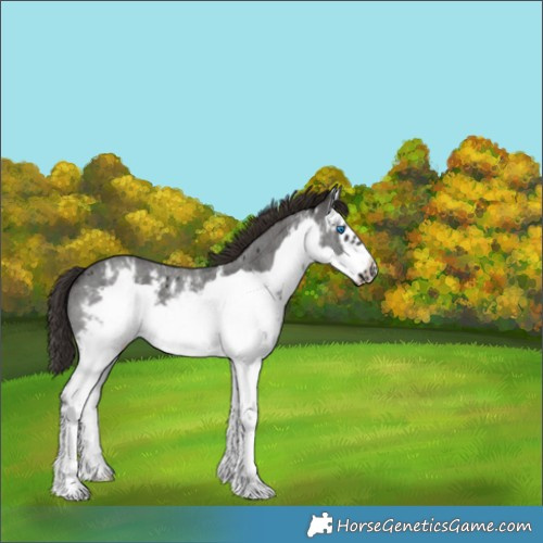Horse Color:White Spotted Liver Chestnut Sabino Frame 