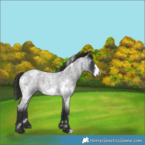 Horse Color:Gray White Spotted Liver Red Roan Frame 