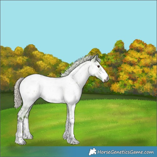 Horse Color:Gray Watercolor White Spotted Silver Blue Onyx Ice Roan Appaloosa 