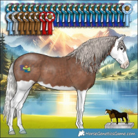 Horse Color:Silver Black Splash 