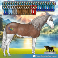 Horse Color:Silver Black Splash