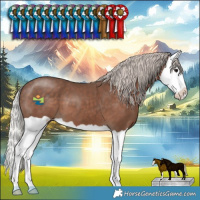 Horse Color:Silver Black Splash