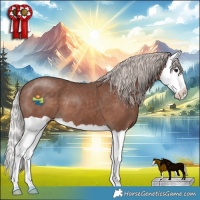 Horse Color:Silver Black Splash 