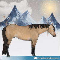 Horse Color:Gray Bay Dun 