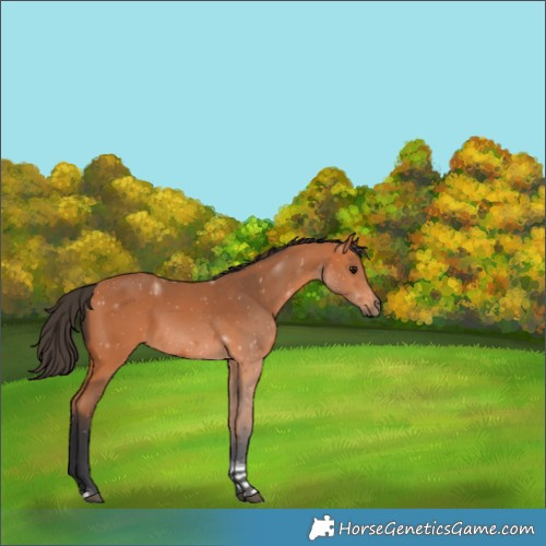 Horse Color:Bay Tobiano 