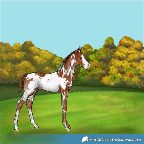 Horse Color:White Spotted Chestnut Frame 