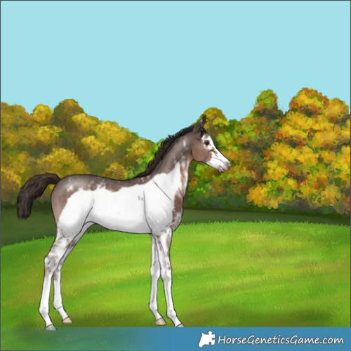 Horse Color:Liver Chestnut Sabino Frame 