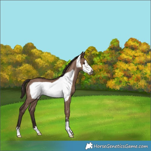Horse Color:Liver Red Dun Frame 