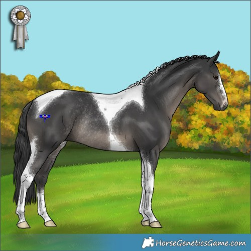 Horse Color:Black Tobiano Rabicano 