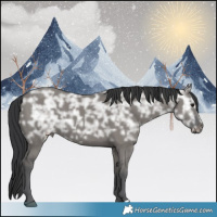 Horse Color:Grullo Ice 