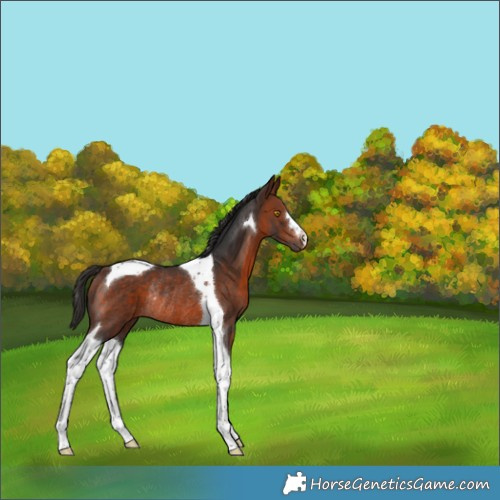 Horse Color:Bay Mushroom Tobiano Rabicano 