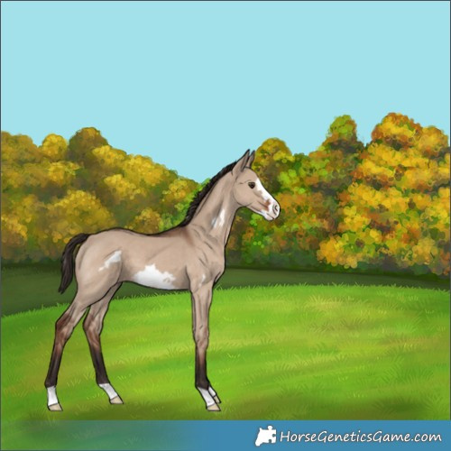 Horse Color:Liver Red Dun Frame 