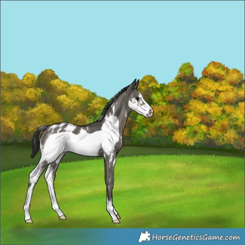 Horse Color:Grullo Sabino Frame Varnish 