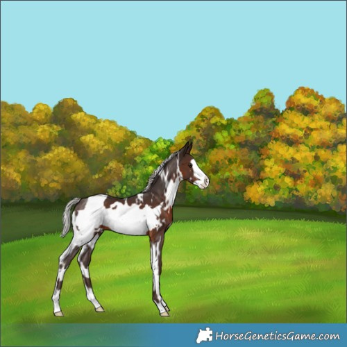 Horse Color:White Spotted Silver Brown Frame 