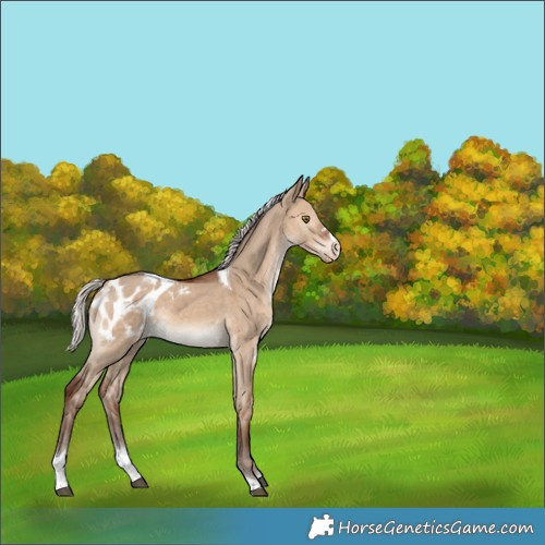 Horse Color:Silver Bay Dun Tobiano Blanket Rabicano 
