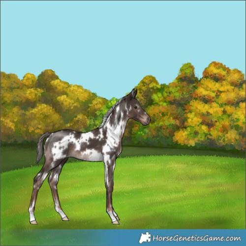 Horse Color:White Spotted Liver Chestnut Mushroom 