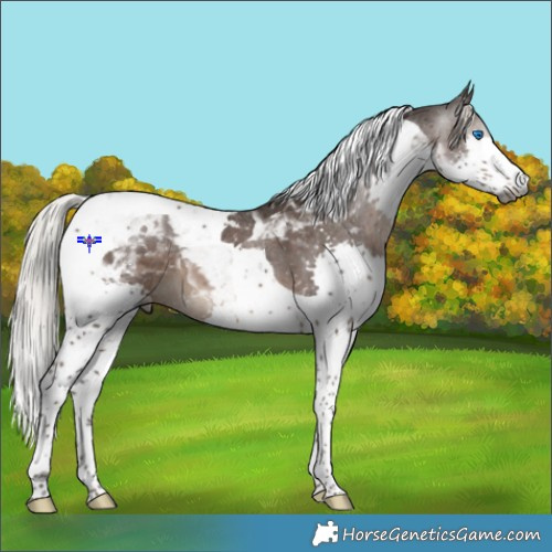 Horse Color:Gray Silver Black Splash Tobiano Varnish 