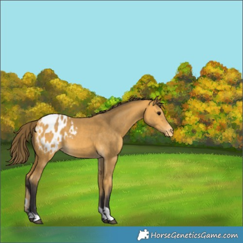 Horse Color:Buckskin Tobiano Blanket 