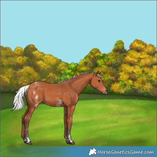Horse Color:White Spotted Silver Bay Tobiano