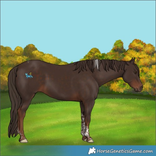Horse Color:Liver Chestnut Tobiano 