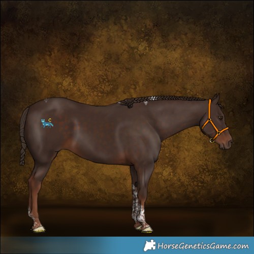 Horse Color:Liver Chestnut Tobiano 