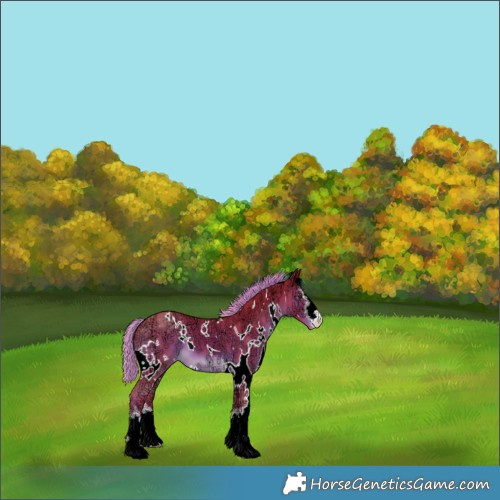 Horse Color:Watercolor White Spotted Liver Chestnut Ice Appaloosa 