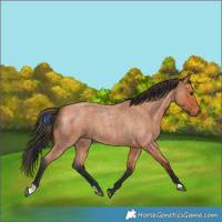 Horse Color:Bay Roan 