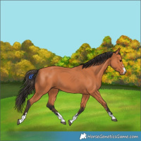 Horse Color:Bay 
