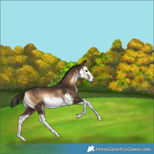 Horse Color:Gray White Spotted Liver Red Onyx Splash 