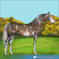 Horse Color:Gray White Spotted Silver Brown Dun