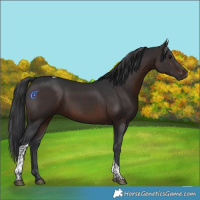 Horse Color:White Spotted Brown Tobiano 