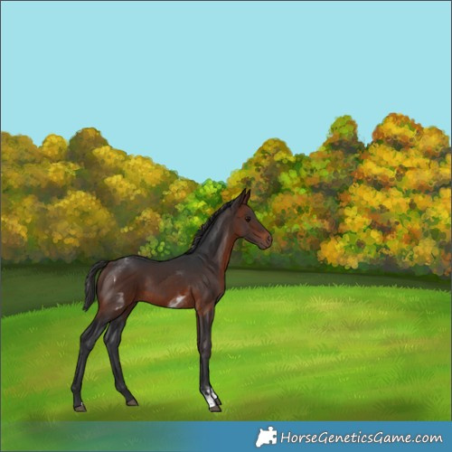 Horse Color:Brown Rabicano  and White Spotted Brown Rabicano 
