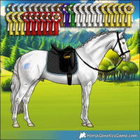 Horse Color:Gray Liver Chestnut Mushroom Sabino Tobiano Rabicano and Gray Liver Chestnut Mushroom Sabino Tobiano Rabicano