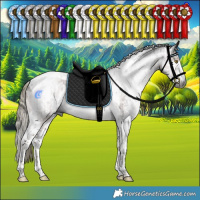 Horse Color:Gray Liver Chestnut Mushroom Sabino Tobiano Rabicano  and Gray Liver Chestnut Mushroom Sabino Tobiano Rabicano 