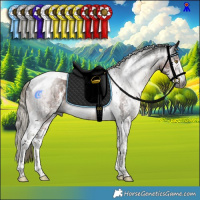 Horse Color:Gray Liver Chestnut Mushroom Sabino Tobiano Rabicano  and Gray Liver Chestnut Mushroom Sabino Tobiano Rabicano 