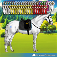 Horse Color:Gray Liver Chestnut Mushroom Sabino Tobiano Rabicano  and Gray Liver Chestnut Mushroom Sabino Tobiano Rabicano 