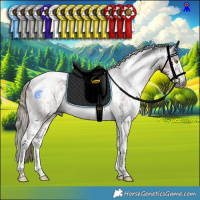 Horse Color:Gray Liver Chestnut Mushroom Sabino Tobiano Rabicano  and Gray Liver Chestnut Mushroom Sabino Tobiano Rabicano 