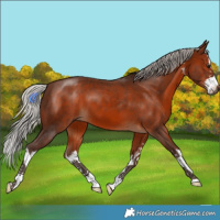Horse Color:White Spotted Silver Brown