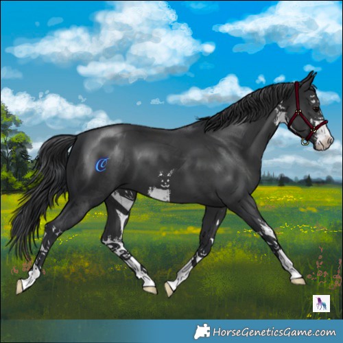 Horse Color:White Spotted Black 