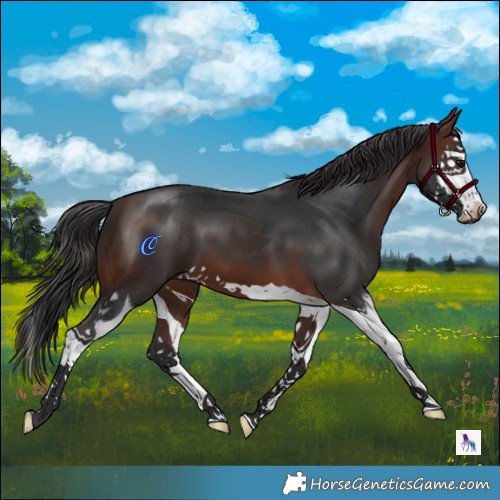 Horse Color:Brown Splash 