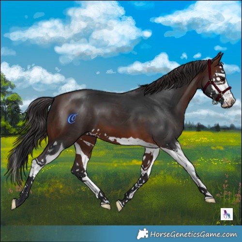 Horse Color:Brown Splash 