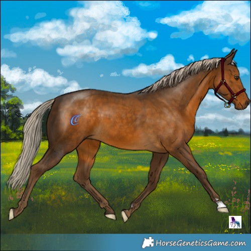 Horse Color:Chocolate Palomino 