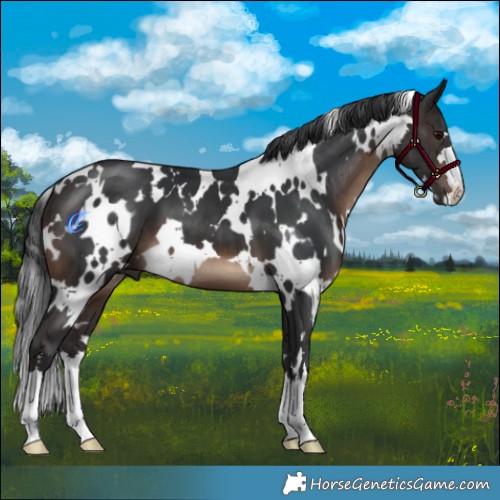 Horse Color:White Spotted Brown 