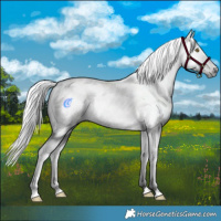 Horse Color:Gray White Spotted Chocolate Palomino Dun 
