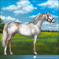 Horse Color:Gray White Spotted Chocolate Palomino Dun 