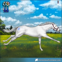 Horse Color:Gray White Spotted Chocolate Palomino Dun