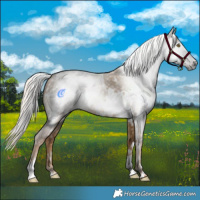 Horse Color:Gray White Spotted Chocolate Palomino Dun 