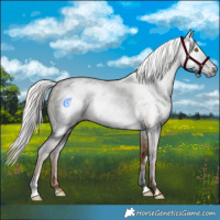 Horse Color:Gray White Spotted Chocolate Palomino Dun