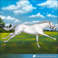 Horse Color:Gray White Spotted Chocolate Palomino Dun 